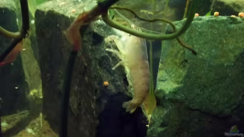 Monstergarnele von Benjamin23 (2)