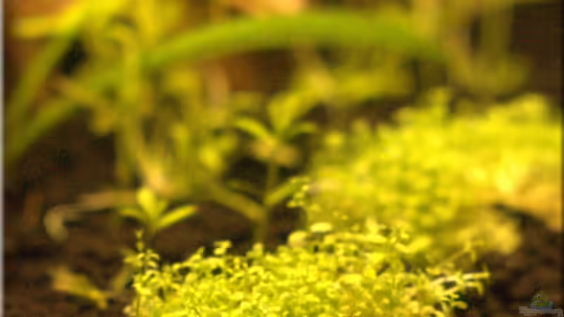 Montecarlo von hotwheelz (15)