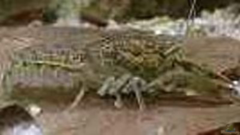 Montezuma Zwergflußkrebs von Björn Krüger (20)