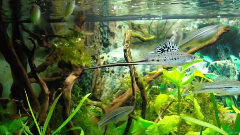 Montezumae Schwerttäger bei der Fütterung von Aquarienfreund44 (33)