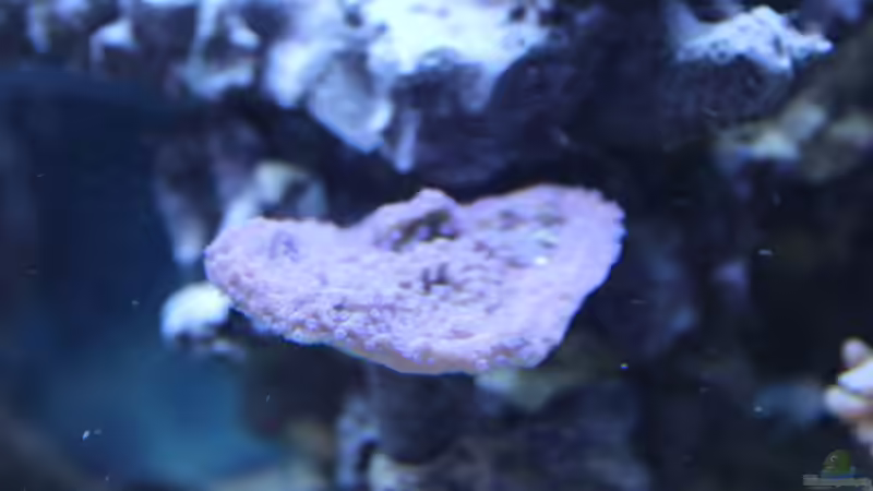 Montiplatte 09.2014 von Jane Vogeler (6)