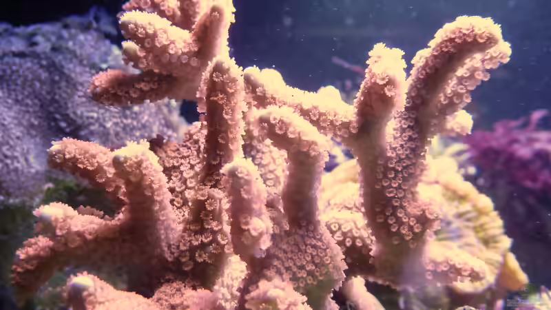 Montipora - sie wächst :-) 04.07.2015 von Summse (40)