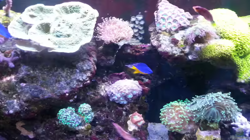 Montipora, nach Optimierung des GHL Programms wuchs sie von 8 auf 16 cm in 5 Monaten von Tim1979 (27)