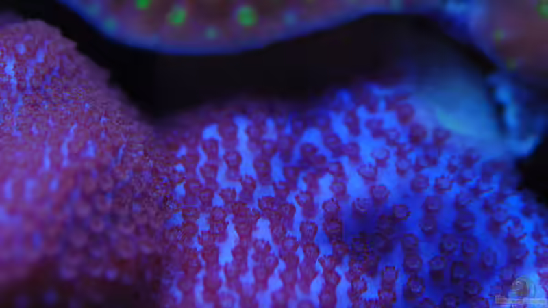 Montipora  Superman von .uschi (6)