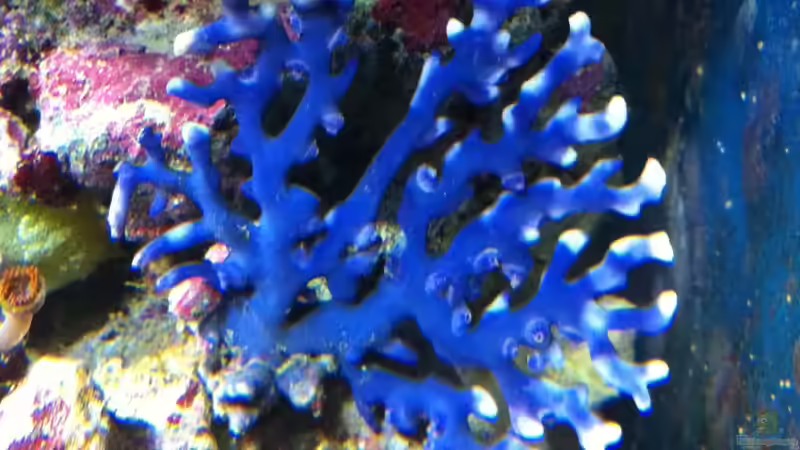 Montipora ?? von Andreas Stiller (65)