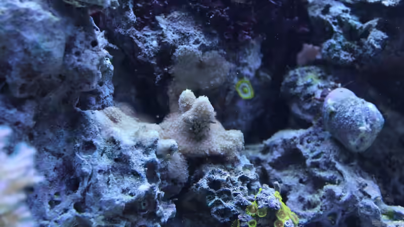 Montipora 09.2014 von Jane Vogeler (71)