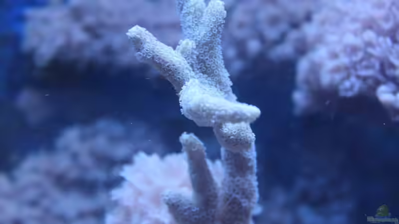 Montipora 09.2014 von Jane Vogeler (74)