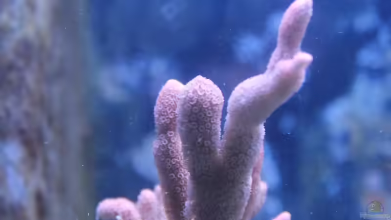 Montipora 09.2014 von Jane Vogeler (9)