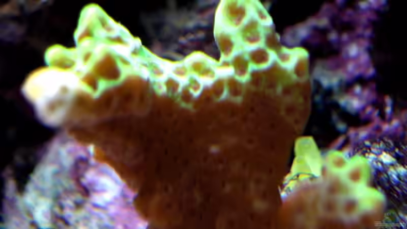 Montipora confusa im Aquarium halten (Einrichtungsbeispiele für Mikroporenkoralle)