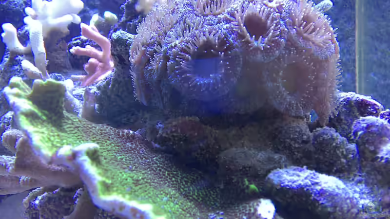 Montipora confusa ~ Acanthastrea lordhowensis ~ Montipora Digita von Muhitin (4)