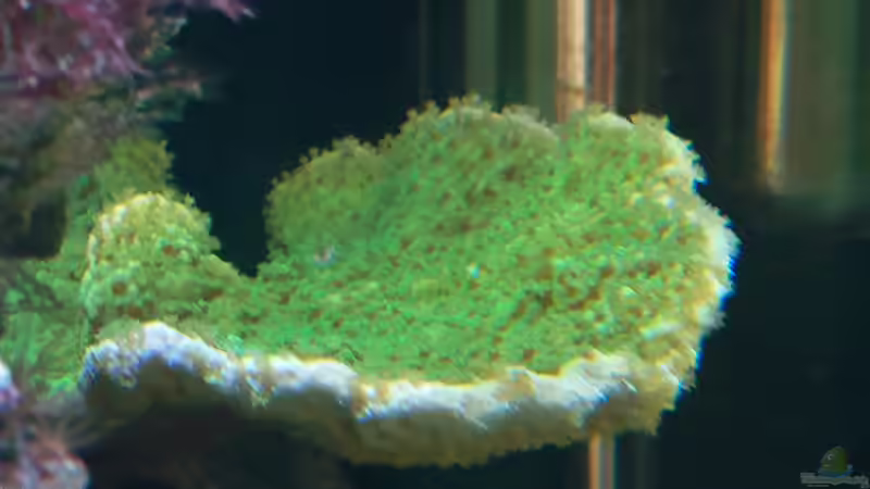Montipora delicatula im Aquarium halten (Einrichtungsbeispiele für Fragile Mikroporenkoralle)