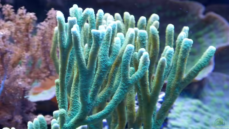 Montipora digita von Leni13 (31)