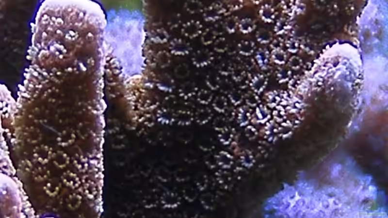 Montipora digitata  von Jürgen Krohmer (4)