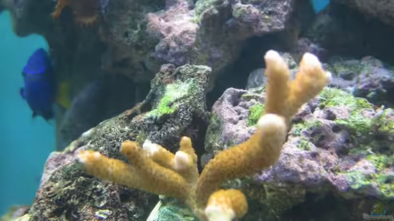 Montipora digitata 02 - Hochwachsende Montipora [ 22.Mai.2009 ] von Christian Schneider (17)