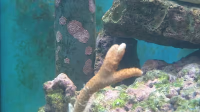 Montipora digitata 02 - Hochwachsende Montipora ableger [ 22.Mai.2009 ] von Christian Schneider (18)