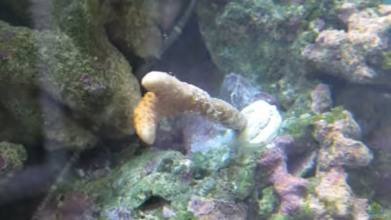 Montipora digitata 02 - Hochwachsende Montipora ableger II [ 22.Mai.2009 ] von Christian Schneider (19)