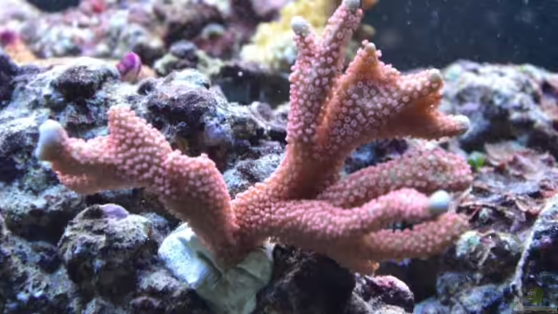 Montipora digitata 27.02.2011 von berchti555 (25)