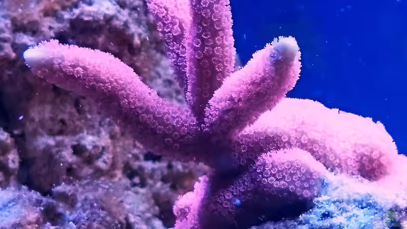 Montipora digitata von ~Elena~ (12)