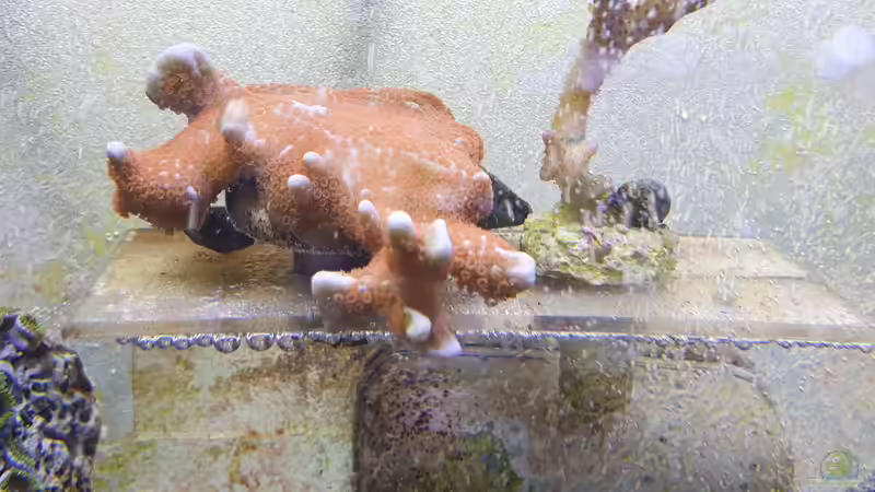 Montipora digitata von GiZZ55 (6)