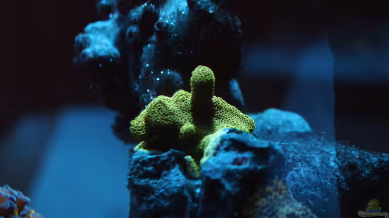 Montipora digitata von OperatorD (6)