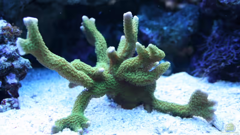 Montipora digitata von Susanne Axt (17)