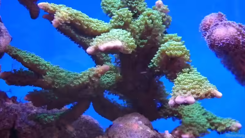 Montipora digitata von WittaMine (50)