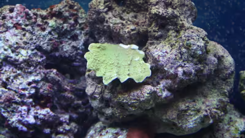 Montipora grün von Thorsten John (33)