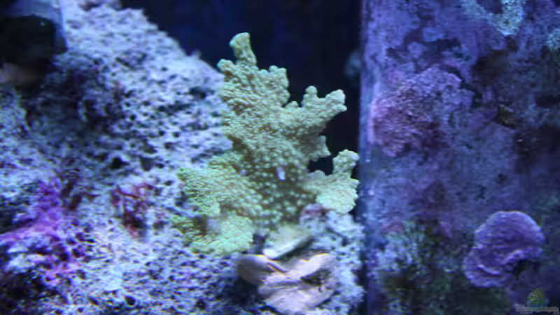 Montipora hispida ´Vorher´ 02.11.13 von Manni1884 (24)