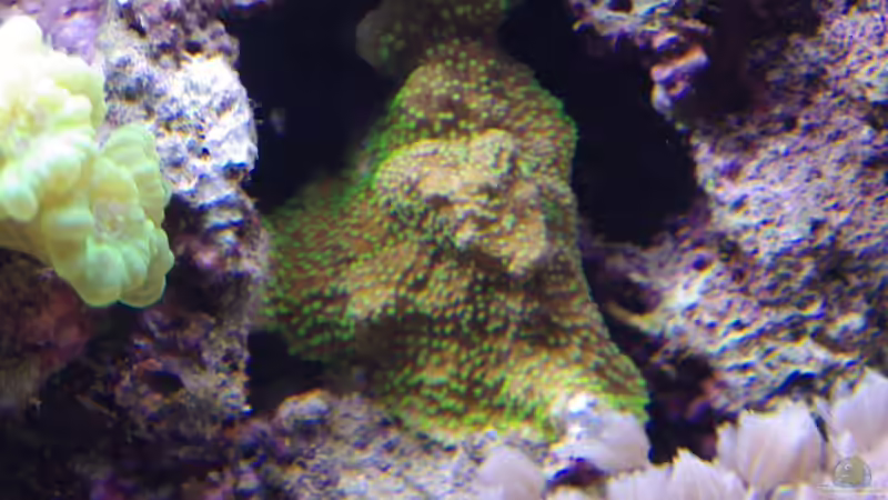 Montipora hoffmeisteri 10/2012 von Dominik N. (35)