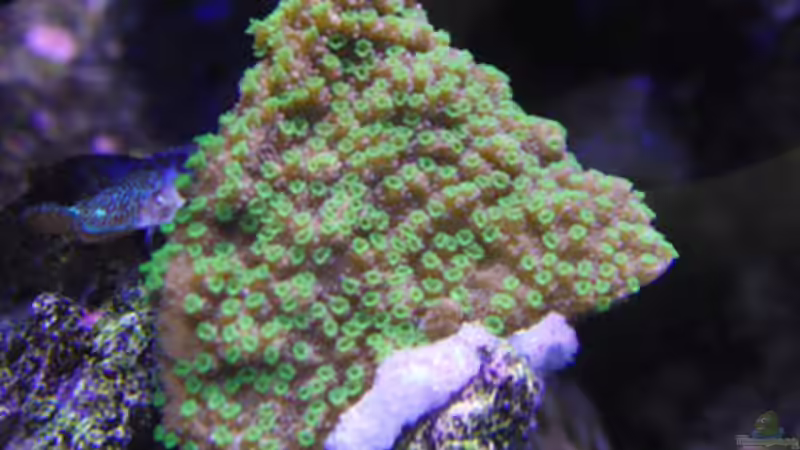 Montipora hoffmeisteri von Steffen Ruck (36)