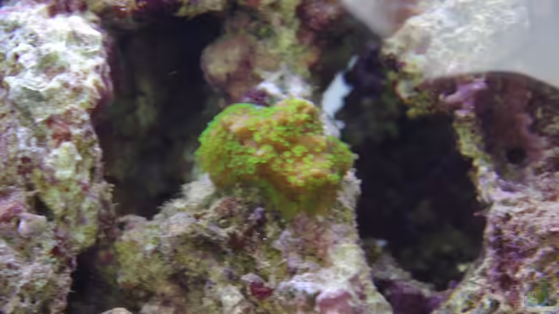 Montipora hoffmeisteri zu Beginn von Dominik N. (33)