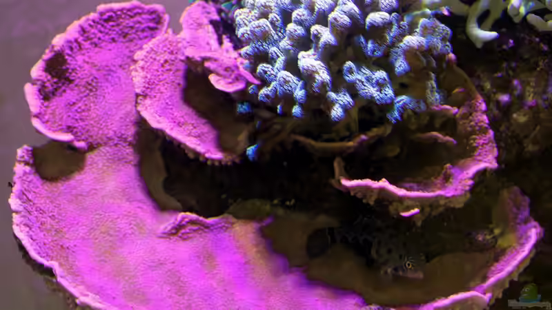 Montipora Lila von The_Lizardking (4)
