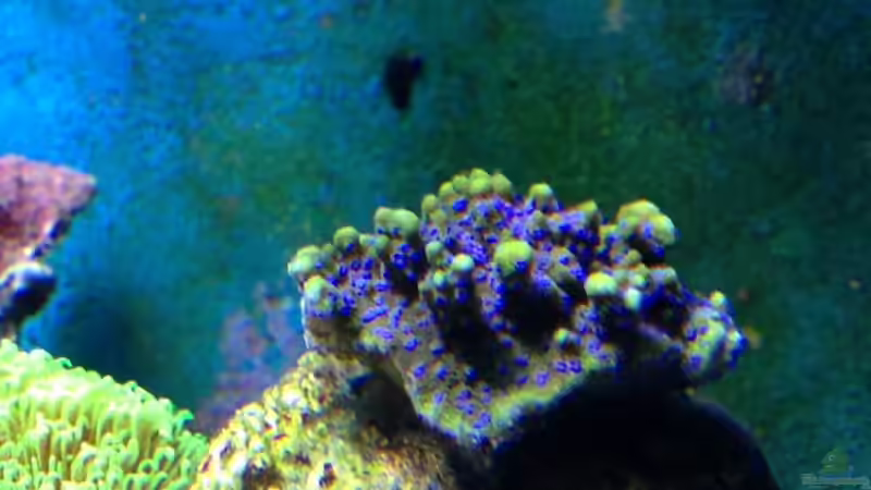 Montipora rarität von Andreas Stiller (68)