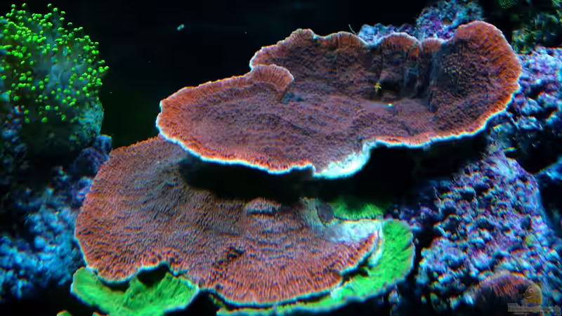 Montipora rot / grün von .uschi (25)