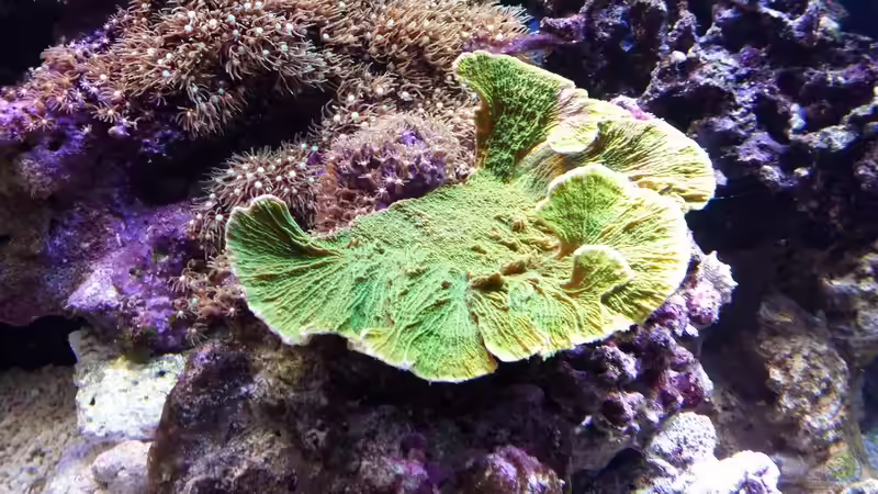 Montipora sp. von Amazonasbecken.eu (28)