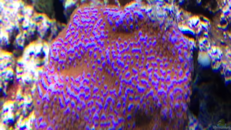 Montipora supermann von Andreas Stiller (55)