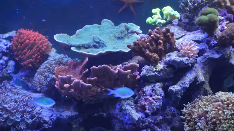 montipora und co von Wolfgang K. (41)