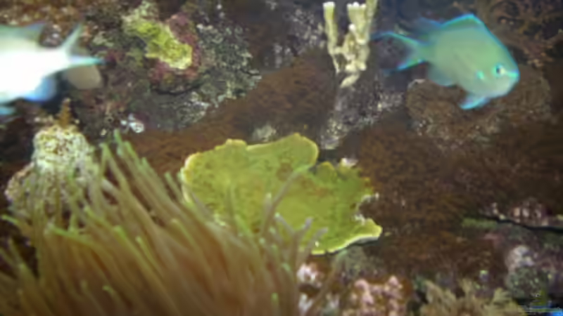 Montipora von EX-MALAWI (7)