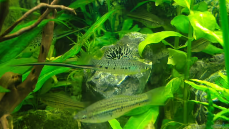 Montzumae Schwertträger 25.02.08 von Aquarienfreund44 (37)