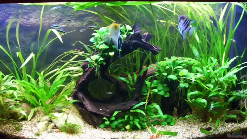 Mooikenwurzel  bewachsen mit Steinhaufen  von Nicky (5)