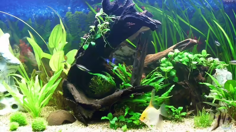 Mooikenwurzel mit Anubias Barteri nana  von Nicky (4)