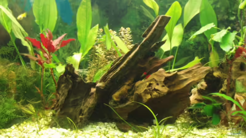 Mookienwurzel von Jason (11)