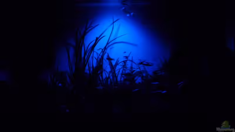 Moondlicht von BenoN (2)