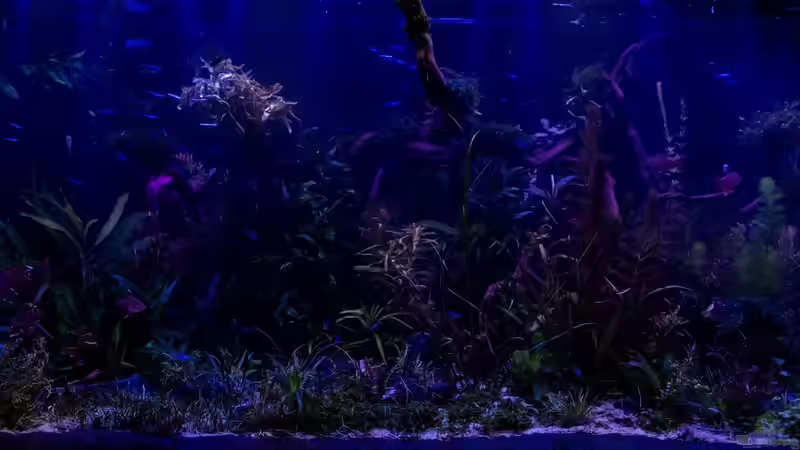 Moonlight 19.10.15 von Betta Chris (23)