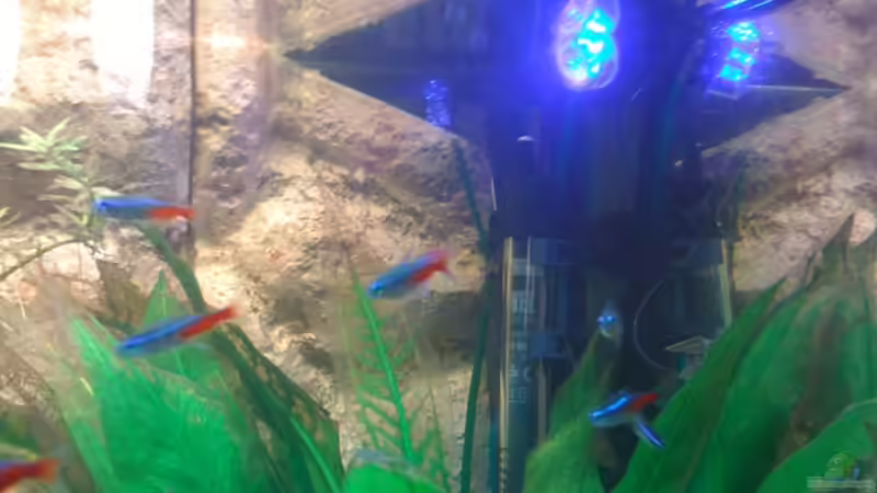 Moonlight kurz vor der Nacht :-) von Kuebiwhv (12)