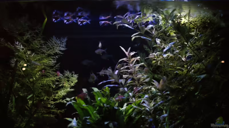 Moonlight mit ISO 3200 mit Stativ von lod (11)