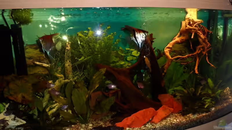 Moonlight mit neuer wurzel im Dezember 2012 von S04Peter (24)