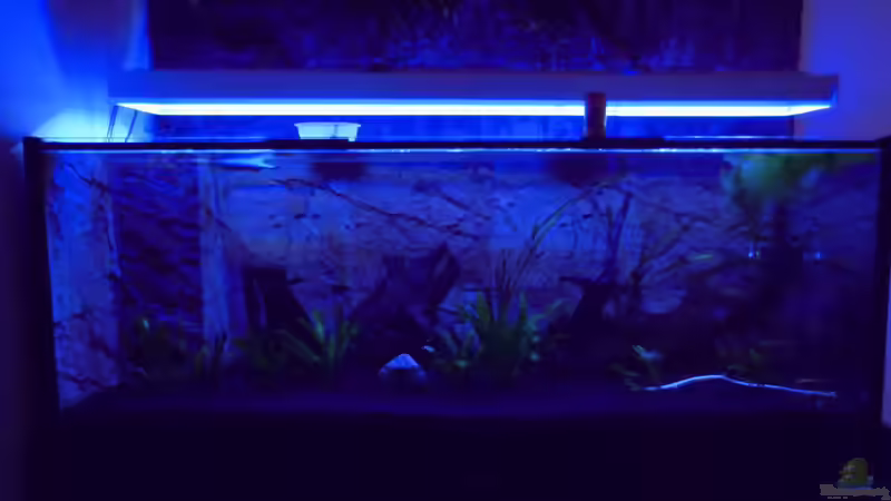 Moonlight von Aldigauss (2)