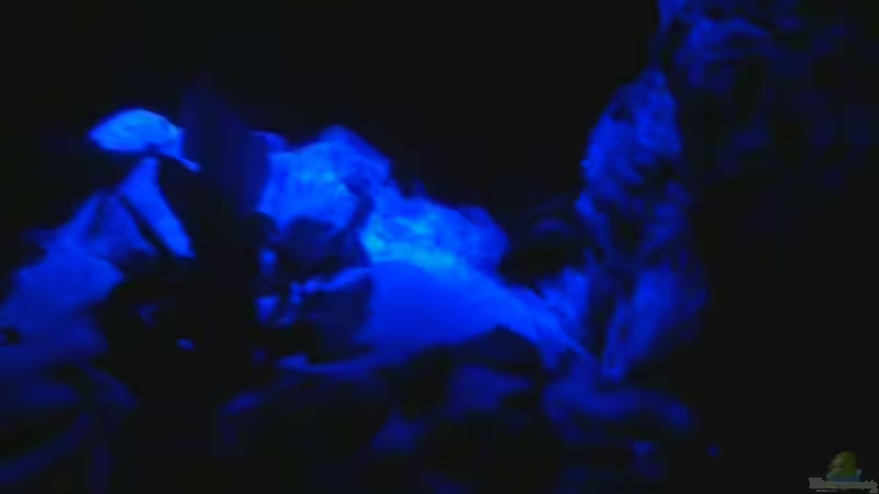 Moonlight von CICHLID (23)