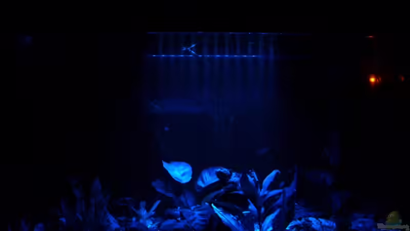 Moonlight von Elmar Langer (2)